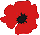 flanders fields poppy